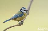 Blue Tit (Parus caeruleus)