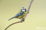 Blue Tit (Parus caeruleus)