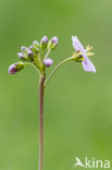 Pinksterbloem (Cardamine pratensis var angustifolia)