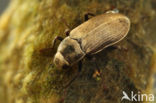 Pomatinus substriatus