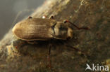 Pomatinus substriatus