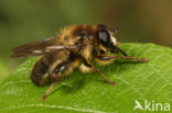 Populierenwoudzwever (Criorhina pachymera)