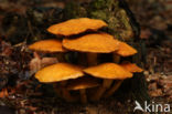 Prachtvlamhoed (Gymnopilus junonius)