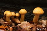 Prachtvlamhoed (Gymnopilus junonius)