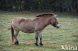 Przewalskipaard (Equus przewalskii)