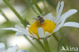 Eristalis interrupta