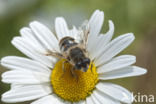 Puntbijvlieg (Eristalis interrupta)