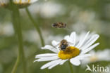 Eristalis interrupta