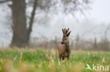 Roe Deer (Capreolus capreolus)