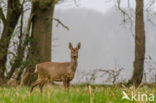 Roe Deer (Capreolus capreolus)