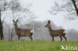 Roe Deer (Capreolus capreolus)