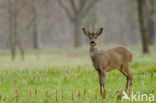 Roe Deer (Capreolus capreolus)