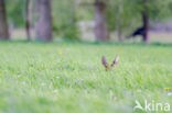 Roe Deer (Capreolus capreolus)