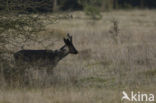 Roe Deer (Capreolus capreolus)