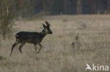 Roe Deer (Capreolus capreolus)