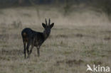 Roe Deer (Capreolus capreolus)