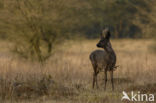 Roe Deer (Capreolus capreolus)