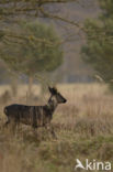 Roe Deer (Capreolus capreolus)