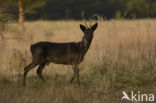 Roe Deer (Capreolus capreolus)