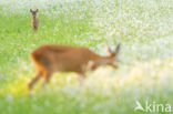 Roe Deer (Capreolus capreolus)