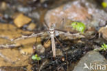 Reuzenlangpootmug (Tipula maxima)