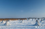 Riet (Phragmites australis)