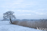 Common Reed (Phragmites australis)