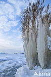 Riet (Phragmites australis)