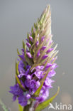 Rietorchis (Dactylorhiza praetermissa)