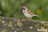 Eurasian Tree Sparrow (Passer montanus)