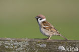 Eurasian Tree Sparrow (Passer montanus)