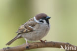 Eurasian Tree Sparrow (Passer montanus)