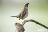 Eurasian Tree Sparrow (Passer montanus)