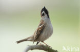 Eurasian Tree Sparrow (Passer montanus)