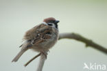 Eurasian Tree Sparrow (Passer montanus)