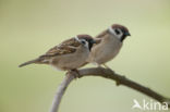 Eurasian Tree Sparrow (Passer montanus)