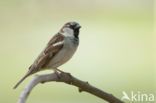 Eurasian Tree Sparrow (Passer montanus)