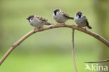 Eurasian Tree Sparrow (Passer montanus)