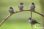 Eurasian Tree Sparrow (Passer montanus)