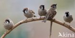 Eurasian Tree Sparrow (Passer montanus)