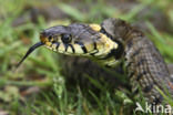 Ringslang (Natrix natrix)