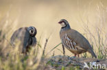 Red-legged Partridge (Alectoris rufa)