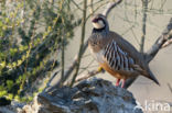 Red-legged Partridge (Alectoris rufa)