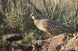 Red-legged Partridge (Alectoris rufa)