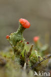 Red pixie cup (Cladonia coccifera)