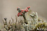 Rood bekermos (Cladonia coccifera)