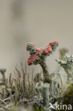 Red pixie cup (Cladonia coccifera)