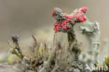 Red pixie cup (Cladonia coccifera)