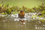 European Robin (Erithacus rubecula)