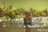 European Robin (Erithacus rubecula)